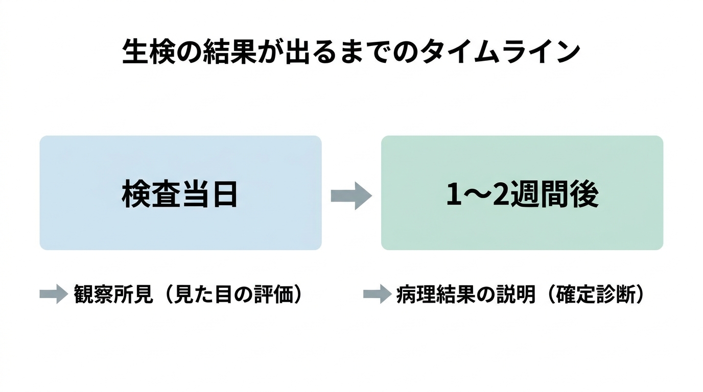 胃内視鏡検査の生検とは｜がんの不安・痛み・費用・結果が出るまで解説の解説画像