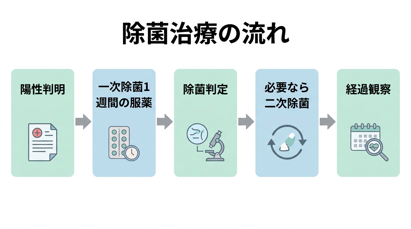胃内視鏡検査でピロリ菌はわかる？検査方法から除菌・保険費用まで解説の解説画像