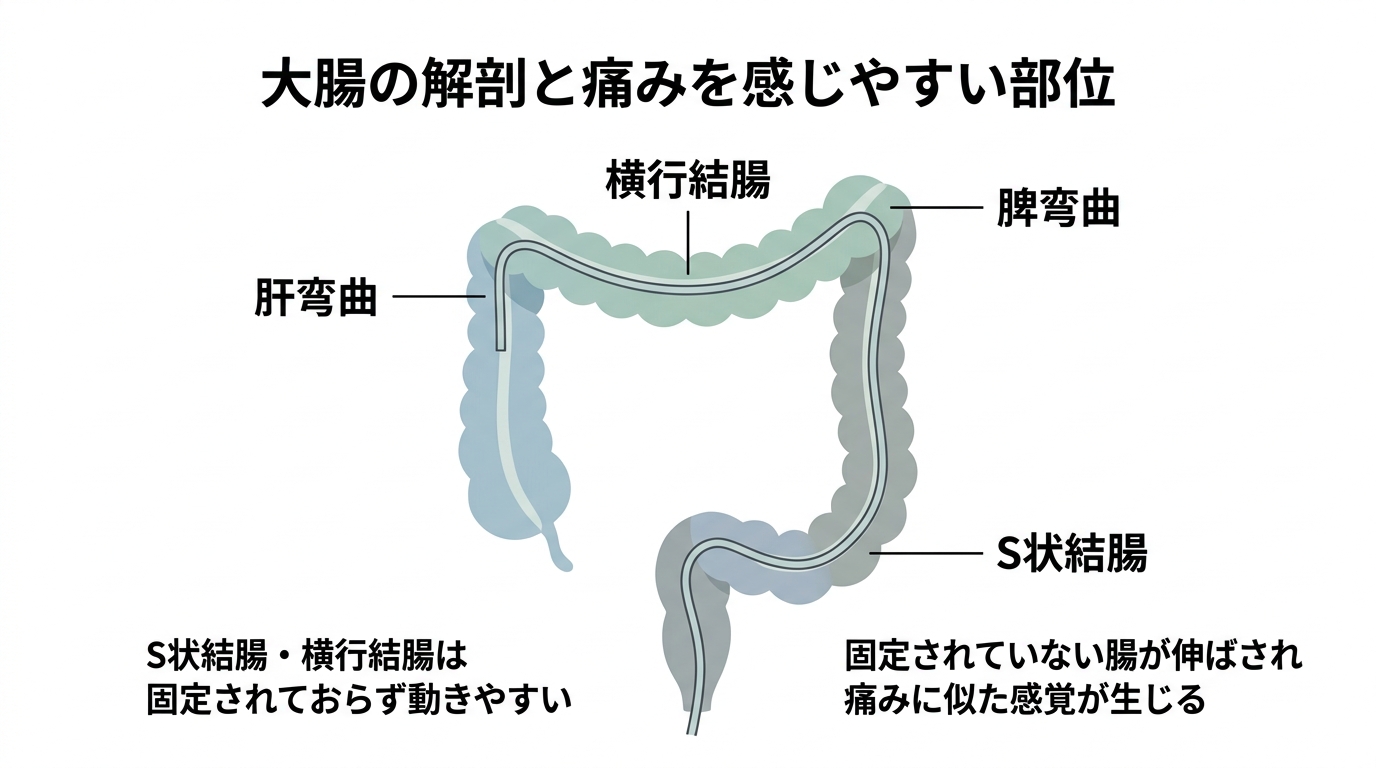 大腸内視鏡検査で痛い人の特徴とは？原因と痛みを抑える方法まで解説の解説画像